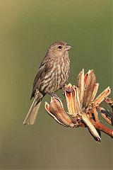 House Finch